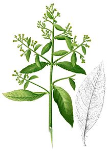 Blumea balsamifera Blanco2.403-cropped.jpg