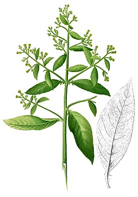 Kamferikasvi (Blumea balsamifera)