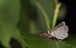 <i>Bocana manifestalis</i> Species of moth