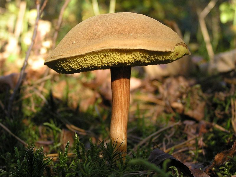 File:Boletus subtomentosus.jpg