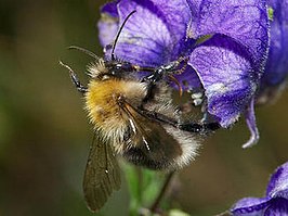 Bombus gerstaeckeri