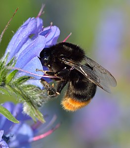 Bombus lapidarius (Red-tailed Bumblebee queen)