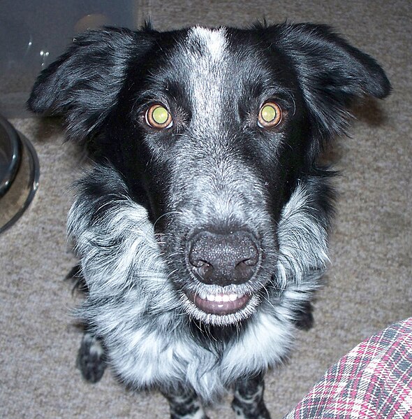 File:Border collie -small.jpg