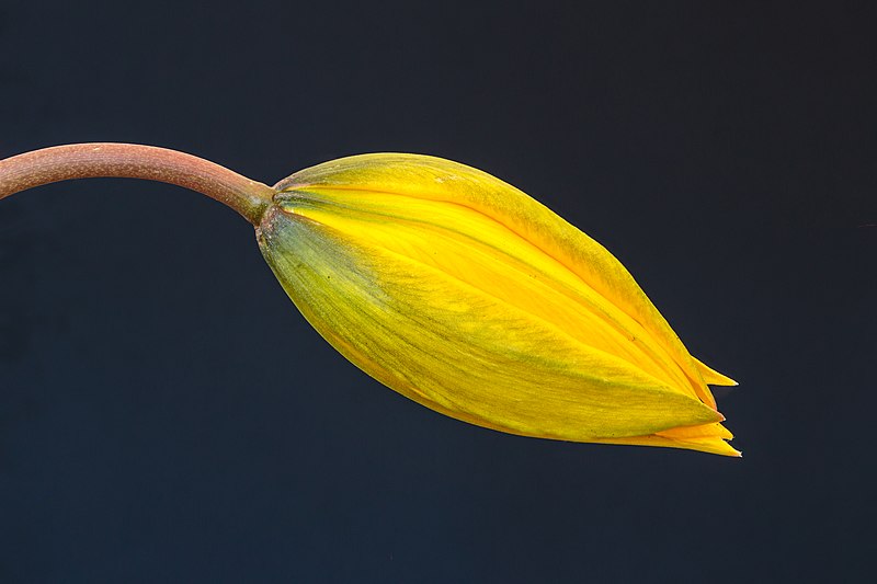 File:Bostulp (Tulipa sylvestris), zwellende bloemknop. 24-03-2022 (d.j.b.) 02.jpg