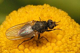 Botanophila fugax