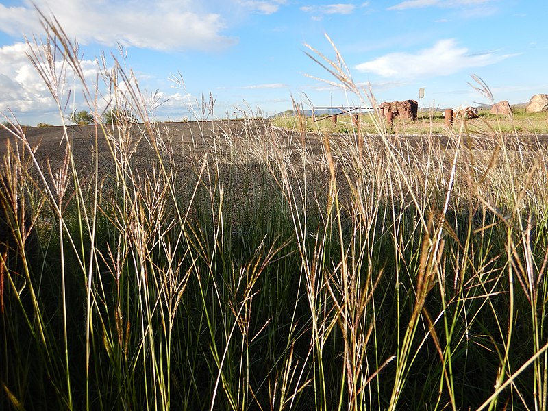 File:Bothriochloa ischaemum - yellow bluestem - Flickr - Matt Lavin (1).jpg