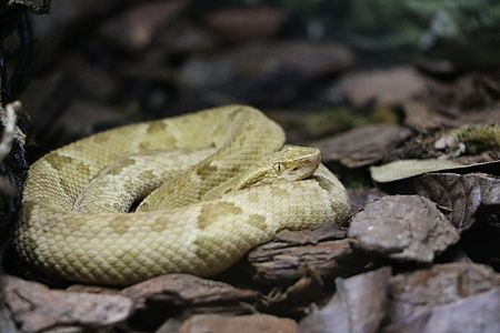 Bothrops_insularis