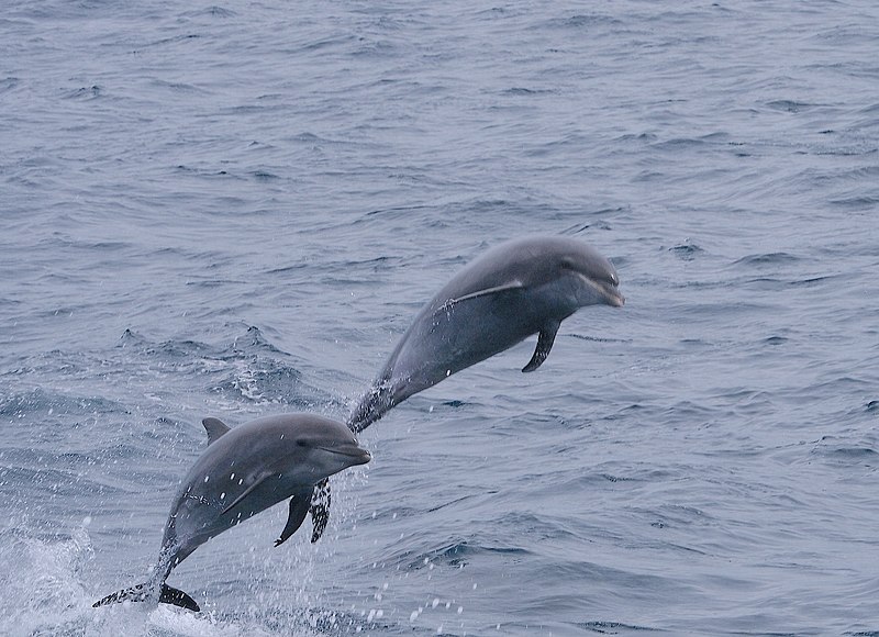 File:Bottlenose Dolphin (Tursiops truncatus) (16365830393).jpg