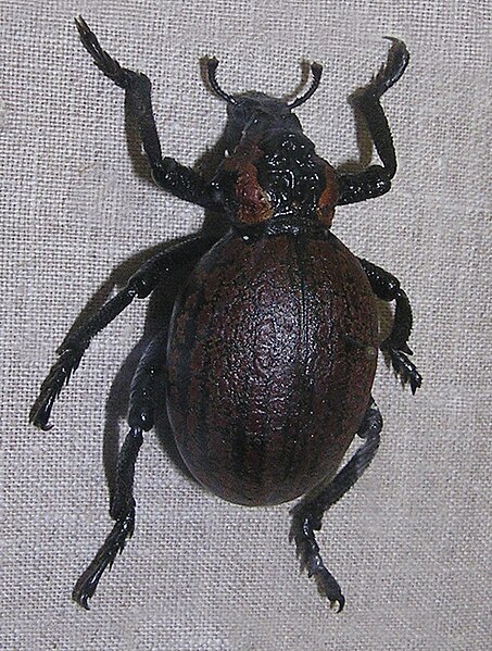 File:Brachycerus apterus 1.jpg