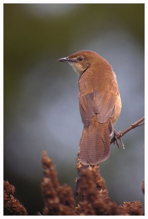 Broad-tailed Grassbird