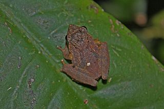 <i>Philautus petersi</i> species of amphibian