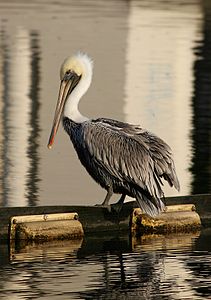 Kahverengi pelikan (Pelecanus occidentalis) (Üreten:Calibas)