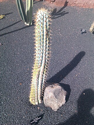 <i>Browningia hertlingiana</i> Species of cactus