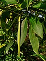 Fruit with hypocotyl