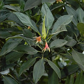 <i>Bruguiera gymnorhiza</i> Species of tree