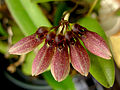 Miniatura para Bulbophyllum flabellum-veneris