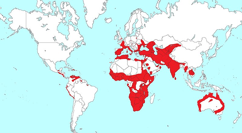 File:Burhinidae range, genus Burhinus.jpg