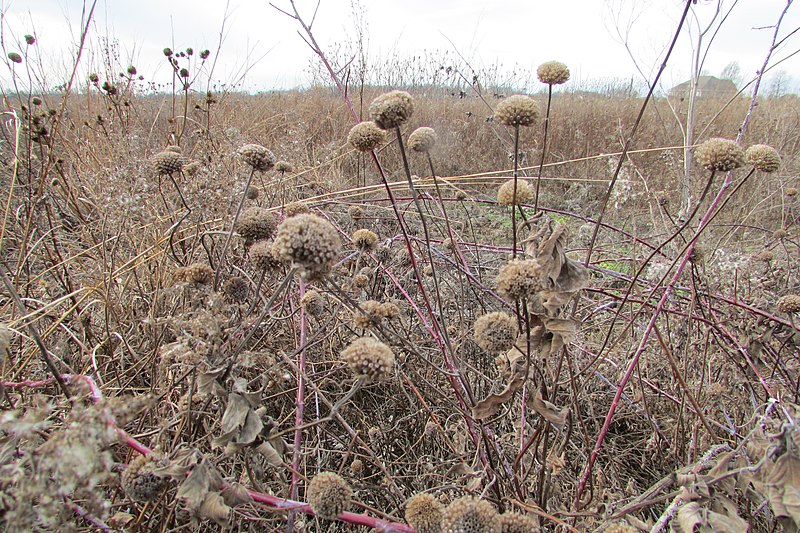 File:Buttonbush 9316.jpg