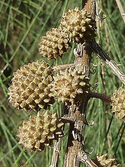 Casuarina: Distribución, Cultivo, Especies aceptadas