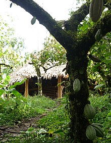 Cacao tree and ceremonial house, Yorkin indigenous community, Talamanca, Costa Rica. Cacaotal y Usure en Yorkin Costa Rica.JPG