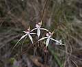 Caladenia cretacea