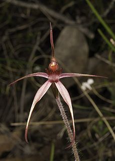 <i>Caladenia orestes</i> Species of plant