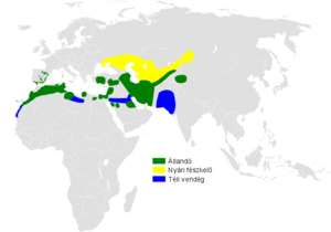Calandrella rufescens distribution map.png