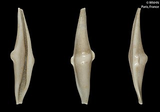 <i>Calcarovula</i> Genus of gastropods
