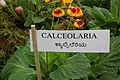 Calceolaria from Lalbagh Garden, Bangalore, INDIA during the Annual flower show in August 2011. Calceolaria L.also called Lady's purse, Slipper flower and Pocketbook flower, or Slipperwort, is a genus of plants in the Calceolariaceae family, sometimes classified in Scrophulariaceae by some authors