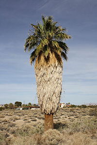 Palmera de abanico de California 01.jpg