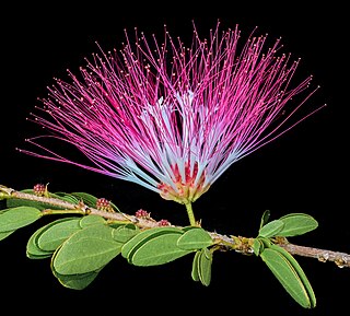 <i>Calliandra angustifolia</i> Species of legume