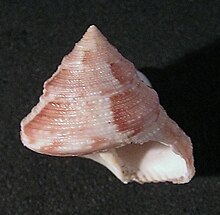 Calliostoma adspersum 001.jpg