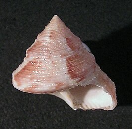 Calliostoma adspersum