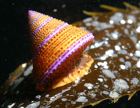 Calliostoma annulatum