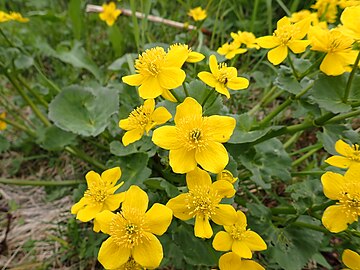 Caltha palustris