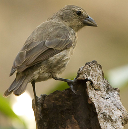 Пінкис мангровий (Camarhynchus heliobates)