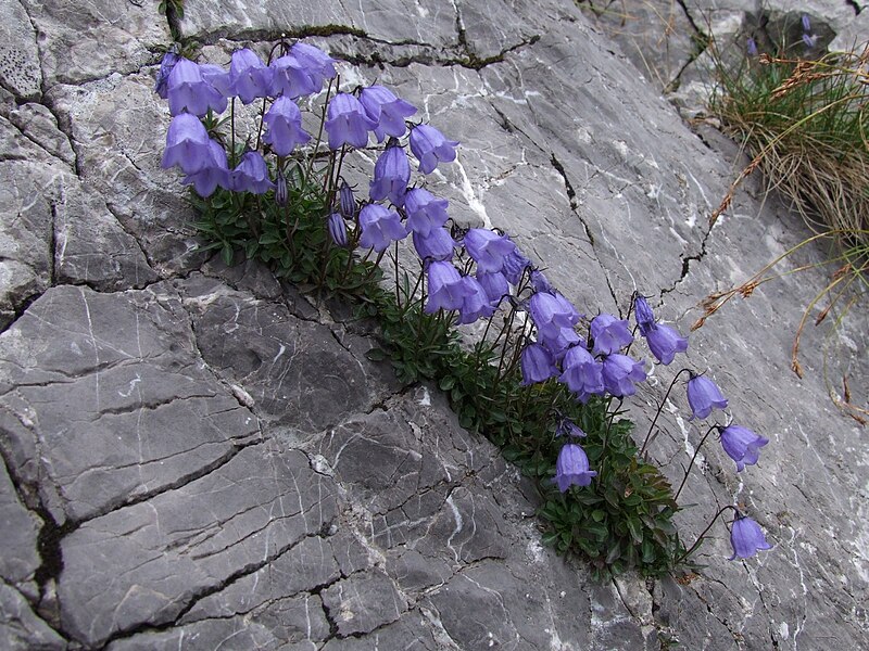 File:Campanula cochlearifolia a5.jpg