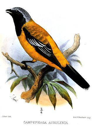 <span class="mw-page-title-main">Golden cuckooshrike</span> Species of bird