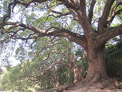 Cinnamomum Camphora Wikipedia