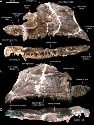 <i>Canardia</i> Extinct genus of dinosaurs