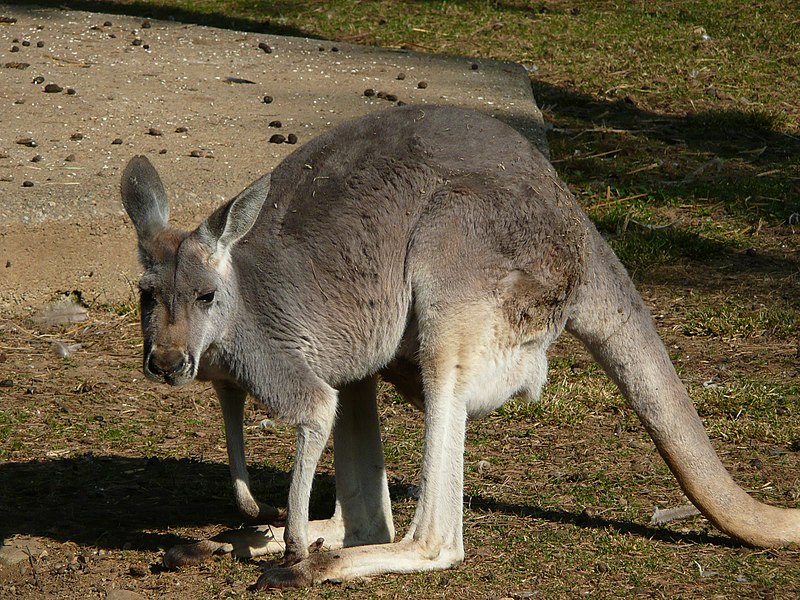 File:Canguro Gioacchino.JPG