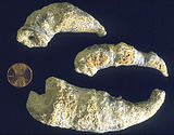 Fossils of the Devonian-Permian horn coral Caninia Caninia torquia coral KGS.jpg