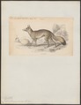 Canis caama - 1833-1866 - Print - Iconographia Zoologica - Special Collections University of Amsterdam - UBA01 IZ22200415.tif