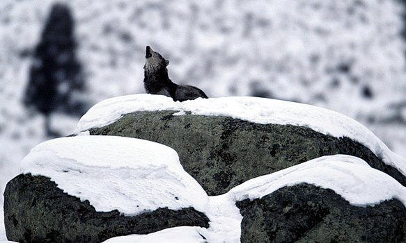 Canis lupus wolf howling on glacial erratic