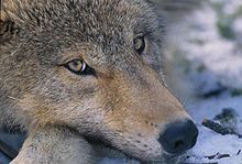 Joven lobo con ojos amarillos-dorados.