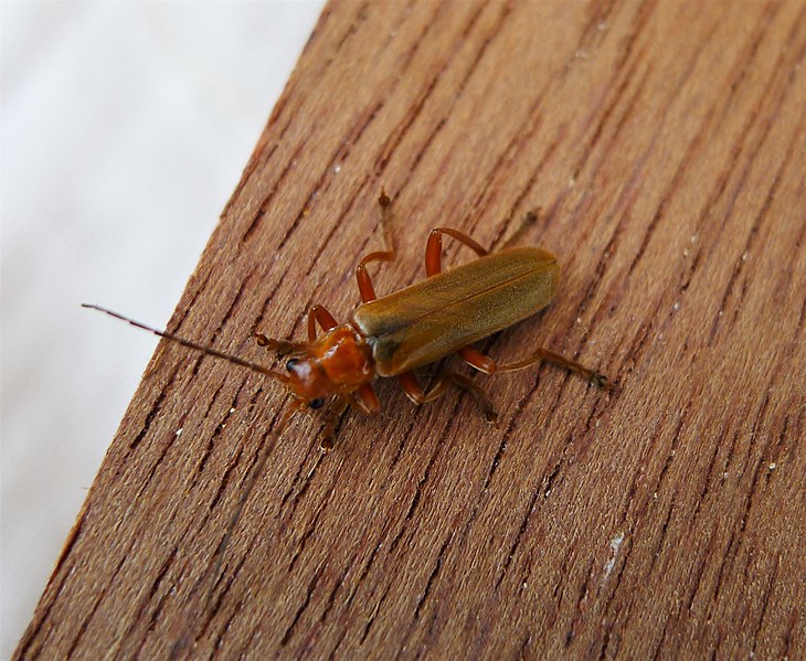 File:Cantharidae . Soldier Beetle (35642691501).jpg