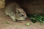 イワダヌキ目のサムネイル