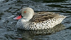 Cape Teal (Anas capensis) (1).jpg