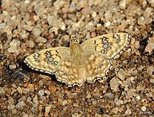 Caprona alida 220595.jpg