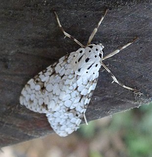 <i>Carales</i> (moth) Genus of moths